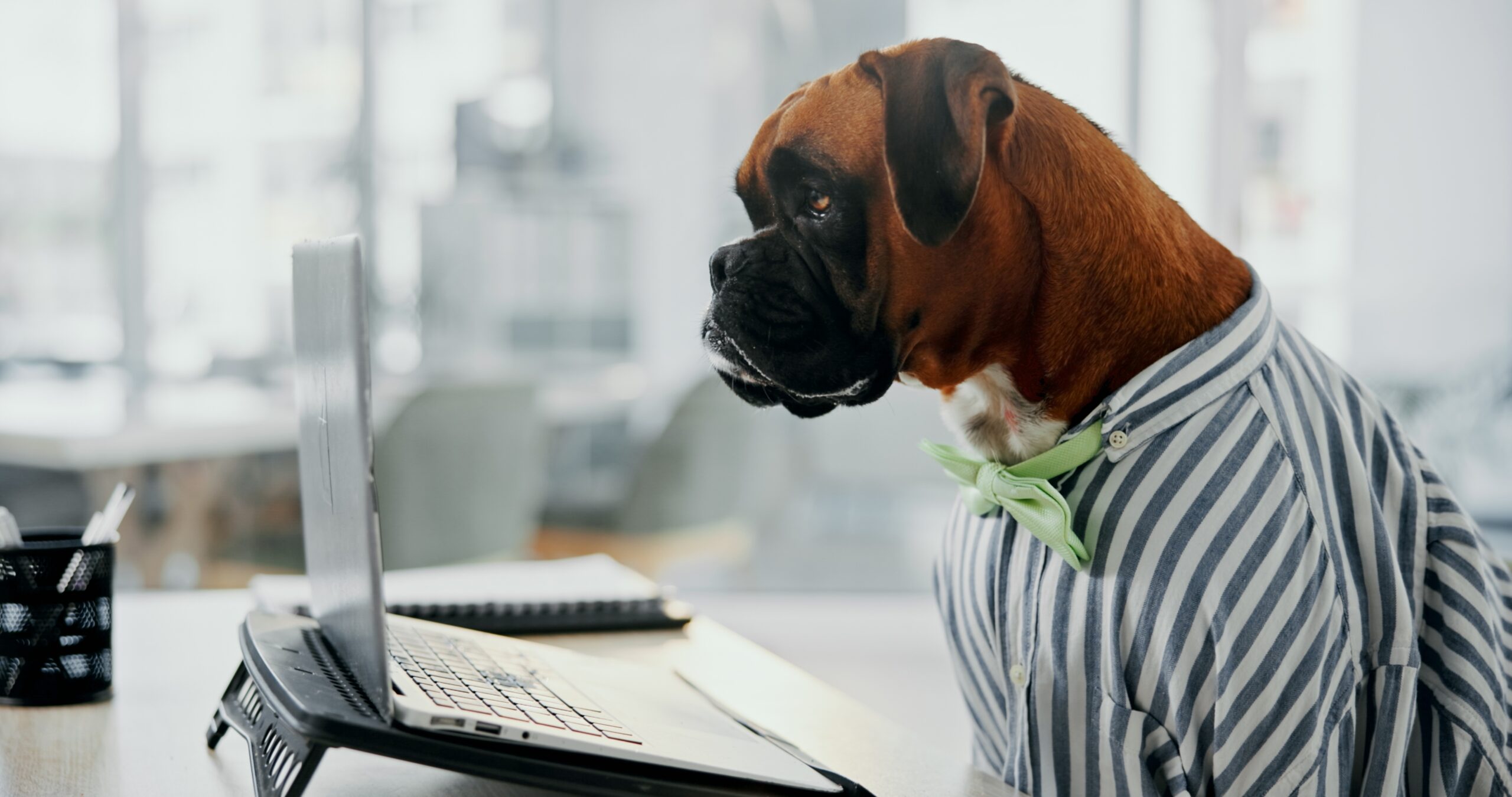 Business,Dog,,Animal,And,Laptop,In,Office,For,Working,,Corporate